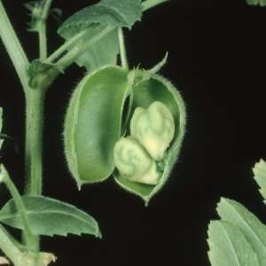  Opened Chickpea Pod with Developing Seeds (Cicer Arietinum 