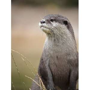 com England, Leicestershire; Short Clawed Asian Otter at Twycross Zoo 