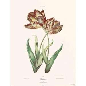    Tulipa X artist Jacob Trew Christoph 12x21