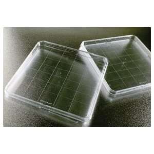 BD Falcon Square BioDish XL, Dish BD BioDish XL  