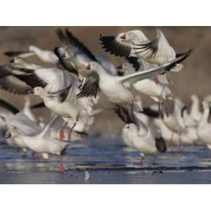 Snow Geese Flock Taking Off, Chen Caerulescens, Bosque Del Apache, New 