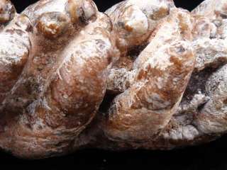 Authentic Miocene Age Chilotherium Winmani Large Molars  