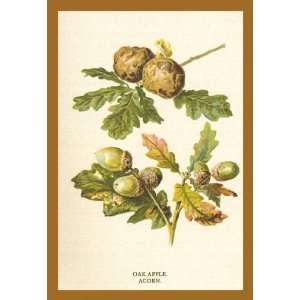 Oak Apple Acorn 12x18 Giclee on canvas 