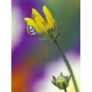  Dew Drop on Convolutus Flower, Sammamish, Washington, USA 