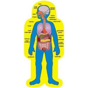 Poster, Set, Child Size Human Body  Industrial 
