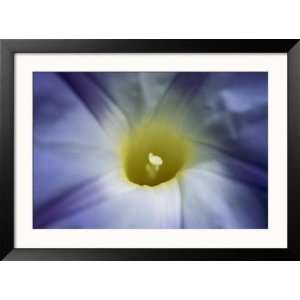  A Close View of a Heavenly Blue Morning Glory Flower 