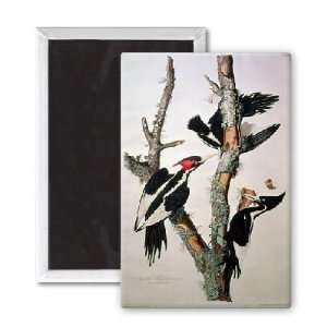 Ivory billed Woodpecker, from Birds of   3x2 inch Fridge Magnet 