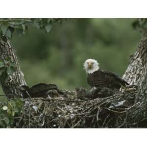  An American Bald Eagle and Chicks in Their Nest Stretched 