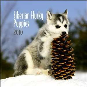  Siberian Husky Puppies 2010 Small Wall Calendar Office 