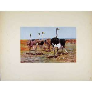   Old Print Bird Portraiture Antique Somali Ostrich Art