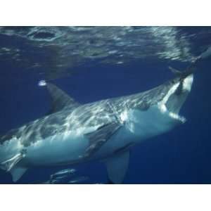  Great White Shark Grabs Bait in Clear Water Off Guadalupe 