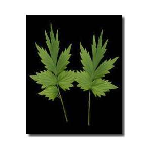 Green Leaves 3 Giclee Print