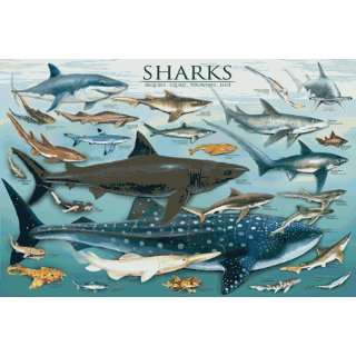 Safari 40054 Sharks Laminated Poster   Pack Of 3 