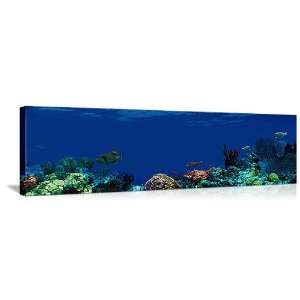  Underwater Coral Reef (48 in x 16 in)