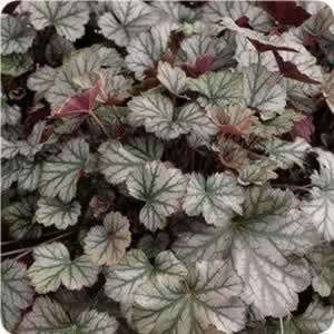  Coral Bells   Harvest Burgundy   #1 Container Patio, Lawn 