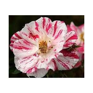  Stars and Stripes Rose Seeds Packet Patio, Lawn & Garden