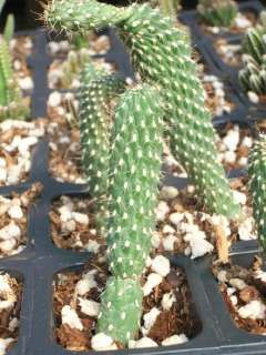 OPUNTIA FULGRIDA BOXING GLOVES Succulent Cactus Plant  
