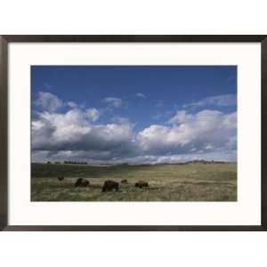 Bison grazing on the open prairie in Custer State Park Framed Art 