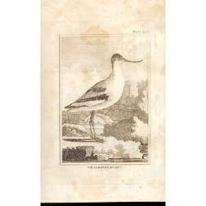  The Scooping Avoset 1812 Buffon Birds Plate 230