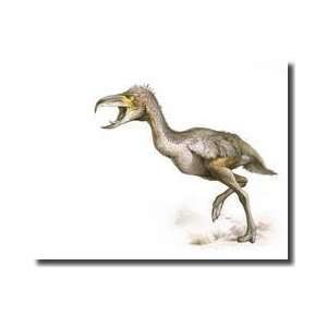  Extinct Terror Bird That Used To Reign In South America 