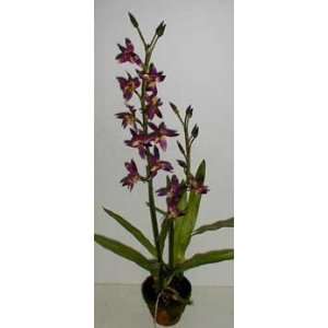  32 Double Potted Dendrobium Orchid (lavender)
