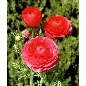    Ranunculus   Tecolote®   Rose 2 bulbs Patio, Lawn & Garden