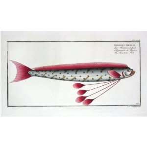  Marcus E Bloch Fish Print   Hawkens Fish Fine Art 