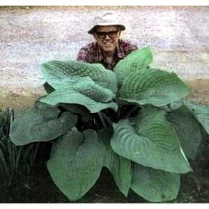  T Rex Hosta   Largest Leaved Hosta in the World 