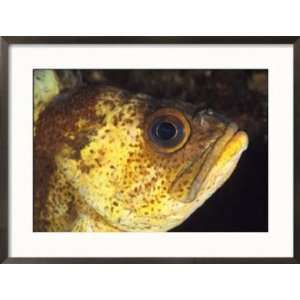  A Close View of the Eye and Cheek of a Quillback Rockfish 