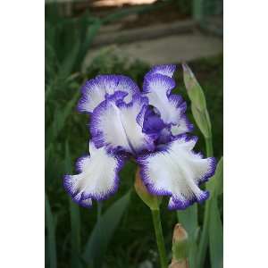   Rare Treat Bearded Iris   Huge Blooms   Potted Patio, Lawn & Garden
