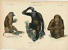   Gorilla Ourang Outan 1877 lovely hand colored vintage original print