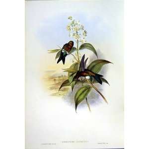    1990 Hummingbirds Eriocnemis Luciani Mosquera Gould