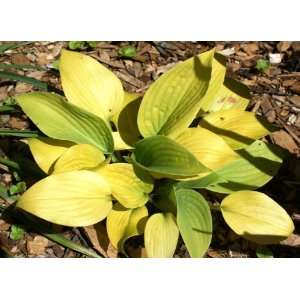  King Tut Hosta Patio, Lawn & Garden