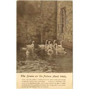   Swans on the Bishops Palace Moat Wells England UK 
