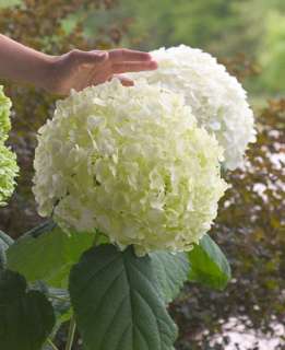 INCREDIBALL™ Hydrangea 1 GALLON SIZE PROVEN WINNERS®  