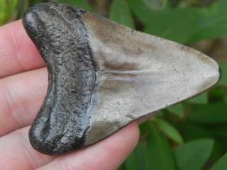 Megalodon fossil shark tooth teeth KILLER MEGALODON   