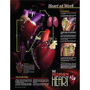 Human Heart Poster Series