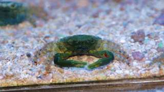 Emerald Crab  