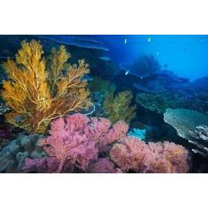 Colorful Coral Reefscape, Indonesia Wall Mural