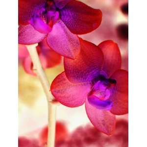  Orchid Lights Wall Mural