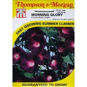   Morning Glory Kniolas Black Knight (Ipomoea) Seed Packet Patio