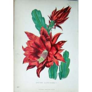  1885 Gardening Flower Plant Cactus Jenkinsonii Colour 