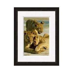  Curious Lions And A Leopard Tortoise Framed Giclee Print 