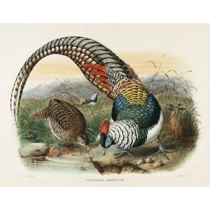  Daniel Giraud Elliots Pheasants (Phasianidae) 2 015 