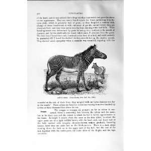  NATURAL HISTORY 1894 GREVY ZEBRA UNGULATES ANIMAL