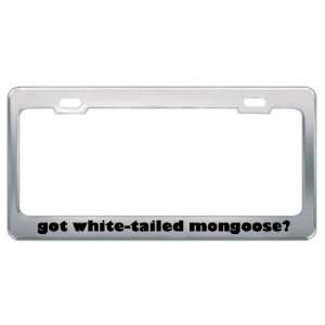 Got White Tailed Mongoose? Animals Pets Metal License Plate Frame 