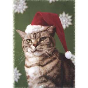   Coon Cat Boxed Christmas Cards Santa Cat