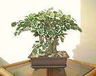     12 (30cm)   Artificial Plant Replica Silk Imitation Faux Tree