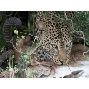 Close up of a Leopard, Panthera Pardus, Feeding on an Antelope 