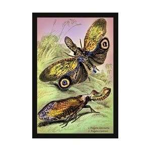   Insects Fulgora Laternaria and F Castresii 24x36 Giclee Home